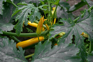 Fresh zucchini ripening growing in the garden. Young vegetable and flowers.Fresh farm vegetable,...