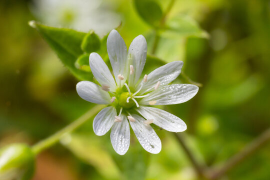 Myosoton aquaticum, plant with small white flower known as water chickweed or giant chickweed on green blurred background