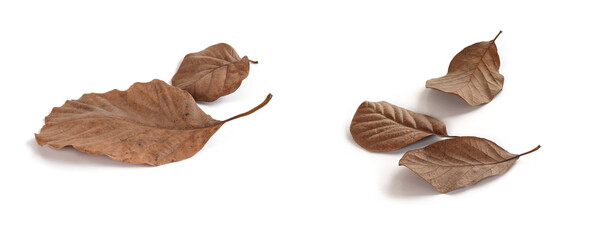 Dry brown leaves.