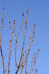 Japanese flowering cherry Kanzan