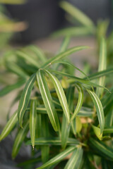 Fototapeta premium Dwarf white-striped Bamboo