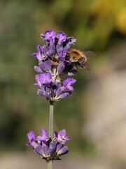 bee on lavender