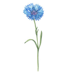 Closeup of blue cornflower flower (Centaurea cyanus, bachelor's button, knapweed or bluett). Watercolor hand drawn painting illustration isolated on white background. - obrazy, fototapety, plakaty