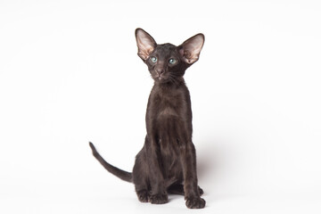 Adorable Funny large black kitten with big ears. Lovely cat Oriental breed on white background....