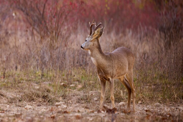 portrait of a beautiful male deer in autumn