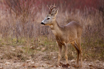 portrait of a beautiful male deer in autumn