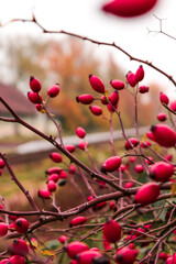 red berries on a branch
