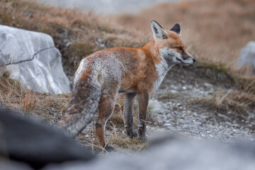 Fototapeta premium A red fox with its winter coat in the mountains.