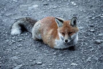 A red fox with its winter coat in the mountains.