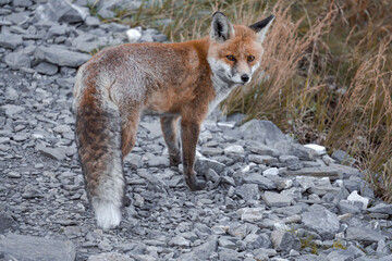 A red fox with its winter coat in the mountains.