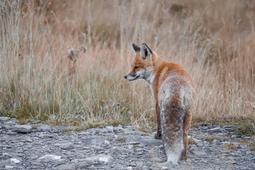 A red fox with its winter coat in the mountains.