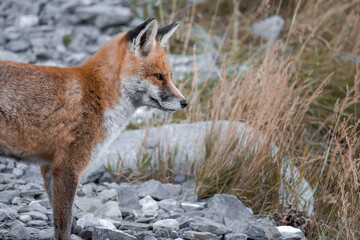 A red fox with its winter coat in the mountains.