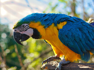 Portrait of a yellow macaw on a branch. The parrot bird is an endangered species