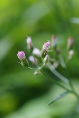 Cyanthillium cinereum (little ironweed, poovamkurunnila, monara kudumbiya, sawi langit) flower. Cyanthillium cinereum has been used to quit smoking and relieve the common cold