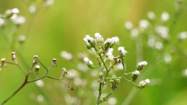 Cyanthillium cinereum (little ironweed, poovamkurunnila, monara kudumbiya, sawi langit) flower. Cyanthillium cinereum has been used to quit smoking and relieve the common cold