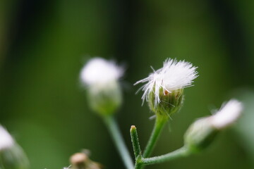 Cyanthillium cinereum (little ironweed, poovamkurunnila, monara kudumbiya, sawi langit) flower. Cyanthillium cinereum has been used to quit smoking and relieve the common cold