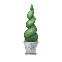 Topiary, evergreen trimmed geometric shrubs. Tree in grey pot for home patio decor. Hand drawn watercolor painting illustration isolated on white background.