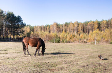 horse grazing on a meadow in the light of the autumn sun