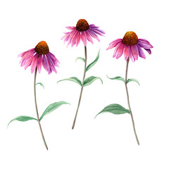Herb flower Echinacea. Watercolor illustration isolated on white - obrazy, fototapety, plakaty