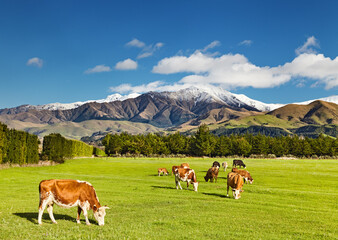New Zealand landscape - 544034499