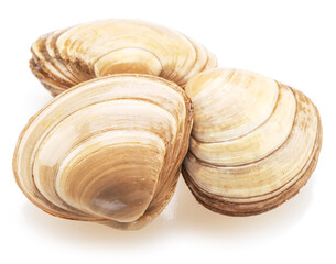 Edible raw clams isolated on white background. Delicacy food. © volff