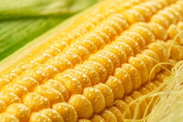 Maize cob or corn cob and maize corn silk close up. Macro shot.