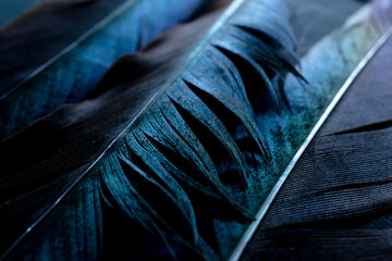 bird magpies feather, blue background