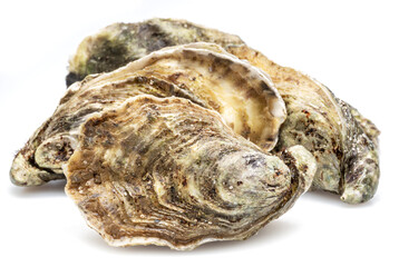 Closed raw oysters isolated on white background. Delicacy food.