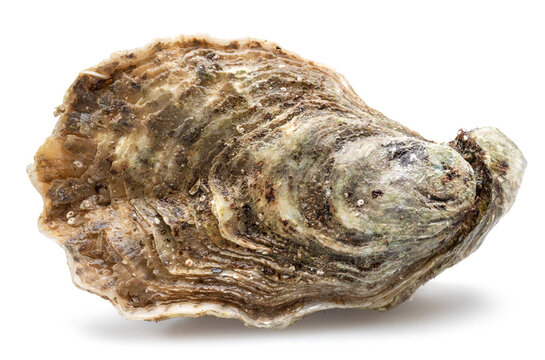 Closed raw oyster isolated on white background. Delicacy food.