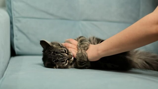 Aggressive cat attacked the owner's hand. Beautiful cute cat playing with woman hand and biting with funny emotions.