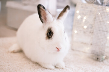 White rabbit with a gift under the tree as a symbol of the new year 2023.