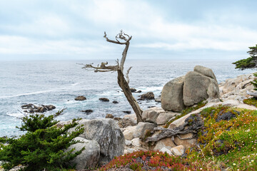 the ghost tree standing alone against blue sea and sky at pebble beach with colorful floral plants along 17 mile drive on a sunny day