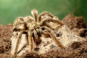 Closeup of the male of Spider Tarantula  Psalmopoeus cambridgei, also known as trinidad chevron, is siting on snag. small DoF focus put only to head