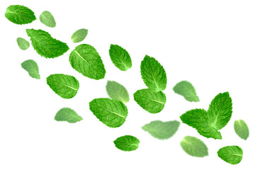 Levitation of fresh mint leaves isolated on transparent background.