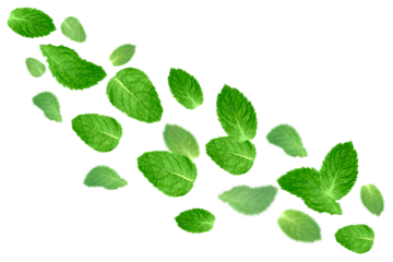 Levitation of fresh mint leaves isolated on transparent background.