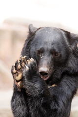 可愛いポーズのツキノワグマ