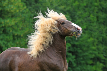 Pferd mit wilder Mähne