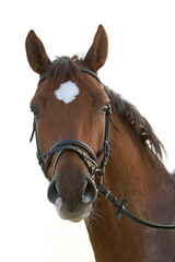 Pferdekopf mit Trense - Pferd - Kopf