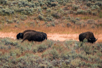 Bisons grazing on grassland amidst plants in forest. Wild animal relaxing in valley at Yellowstone National park. Concept of natural wilderness at famous tourist attraction.