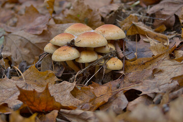a mushroom family in the autumn woods