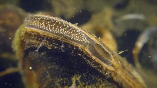 Freshwater bivalve Swan mussel (Anodonta cygnea) at the bottom of a reservoir, closes and then opens a siphon to filter the water, close-up.