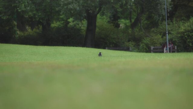 A grey crow sitting on a park lawn. Slow motion. 