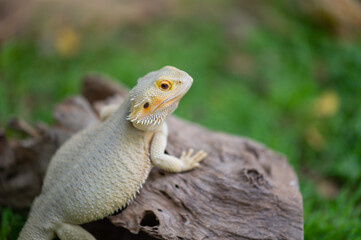 bearded dragon on ground with blur background