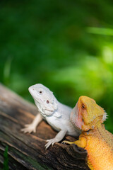 bearded dragon on ground with blur background