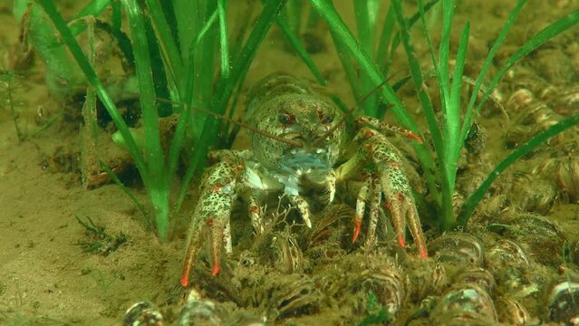 Broad Clawed Crayfish (Astacus astacus) on the bottom among green aquatic plants, close-up.