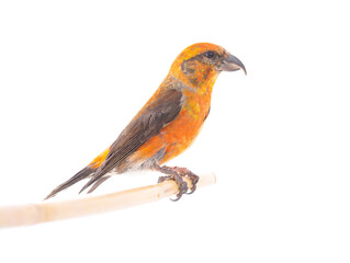 male red crossbill (loxia curvirostra) isolated on white background