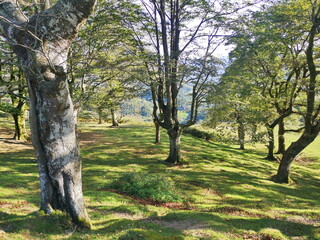 Fototapeta premium promotional photograph of the Baztán Valley, is a valley, university and Spanish municipality of the Comunidad Foral de Navarra, located in the merindad of Pamplona,