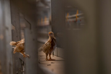 Close-up of brown chicken perching on steel in cage