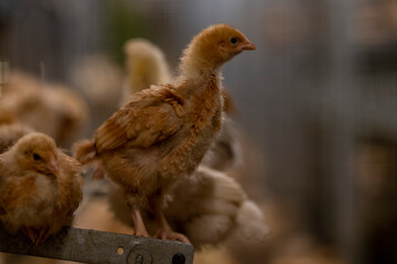 Close-up of brown chicken perching on steel in cage