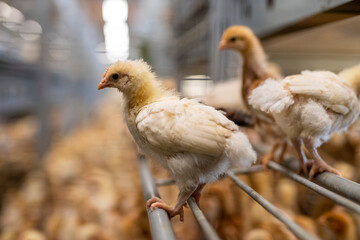 Close-up of brown chicken perching on steel in cage